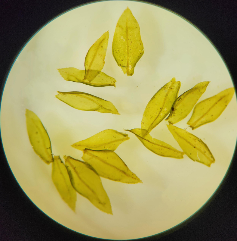 Thamnobryum alleghaniense